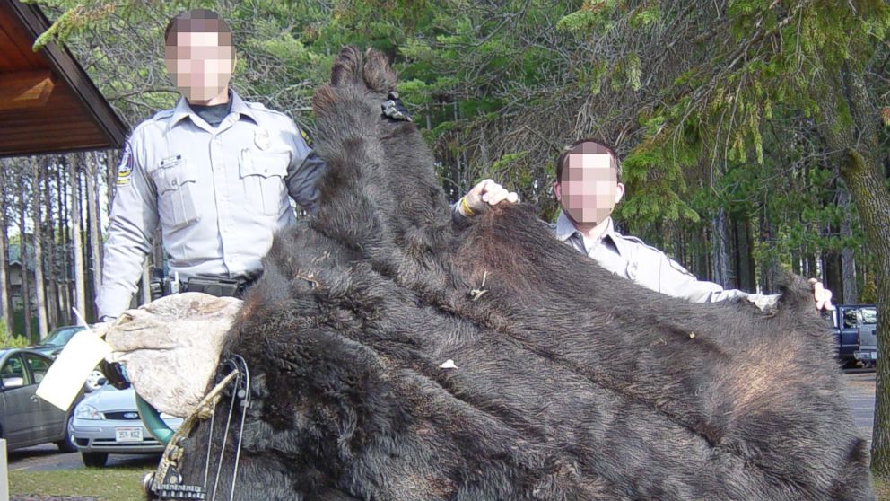PHOTO: Wisconsin Department of Natural Resources wardens hold the remains of the black bear shot by Walter Palmer in this undated photo.
