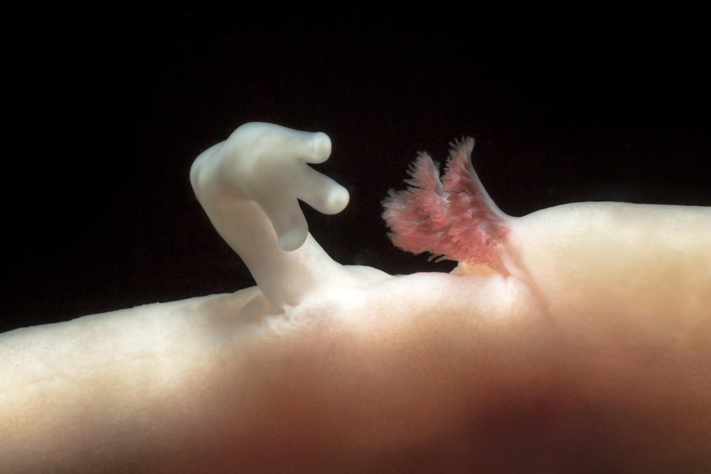 PHOTO: An olm inside the Postojna Cave in Slovenia is pictured here.