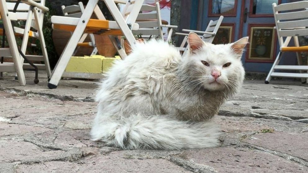 Dias the cat is seen in the streets of Lesvos, Greece, after being separated from his family.