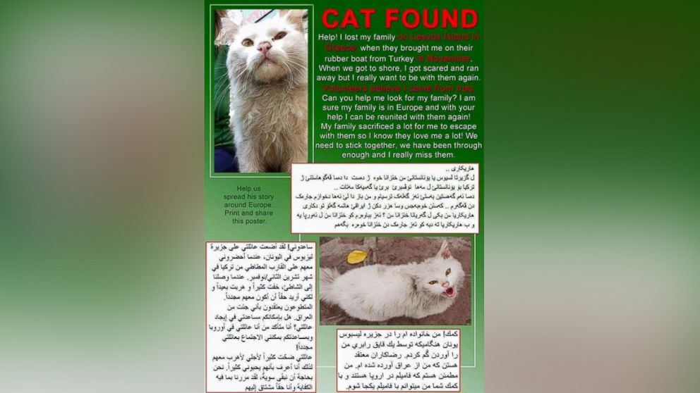 PHOTO: This translated flyer was created by volunteers to help spread the word about the lost cat. 