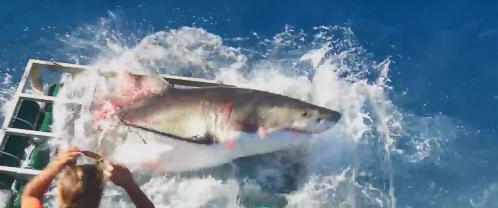 Video Captures Moment Great White Shark Breaks Open Cage With Diver Inside Abc News