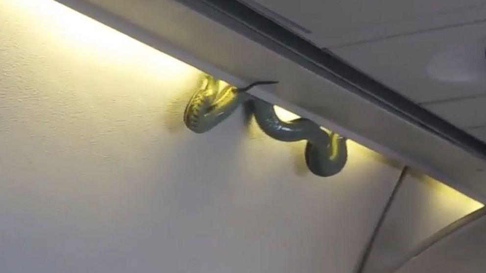 Passenger Indalecio Medina said he "controlled the snake with a blanket" before the plane landed and animal control personnel arrived. 
