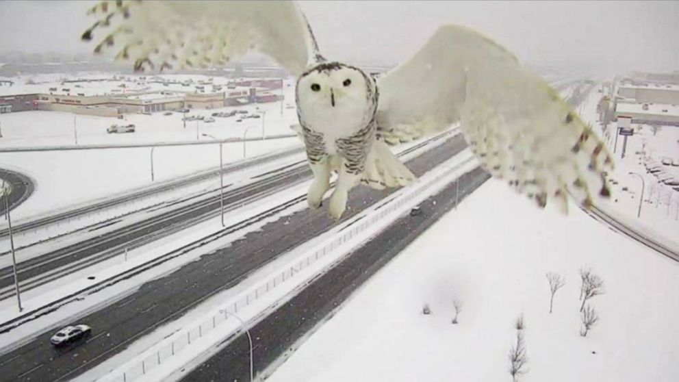 PHOTO:   A Snowy Owl was caught on traffic camera, Jan. 3, 2016, in Montreal.