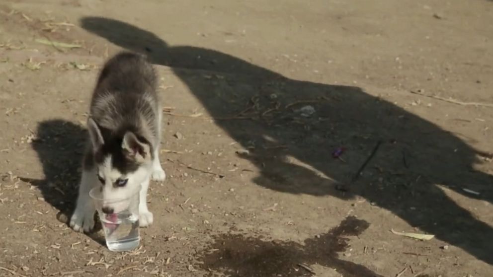 PHOTO: Aslan, 17, who fled his home in Syria, walked over 300 miles to the Greek island of Lesbos and brought his puppy Rose along for the journey.