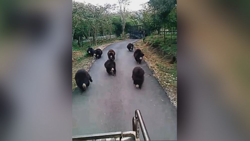 Video Captures 9 Hungry Bears Chasing Food Truck - ABC News