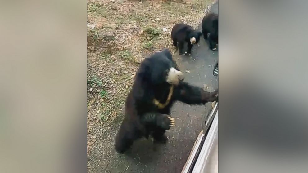 PHOTO: International Animal Rescue posted a video to Facebook on Jan. 13, 2016, showing nine bears chasing after a food truck in IAR-run Agra Bear Rescue Facility in India. 