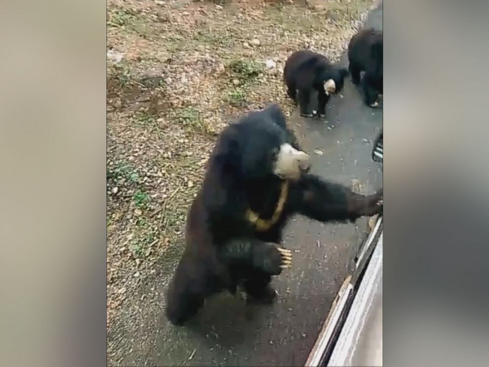 PHOTO: International Animal Rescue posted a video to Facebook on Jan. 13, 2016, showing nine bears chasing after a food truck in IAR-run Agra Bear Rescue Facility in India. 