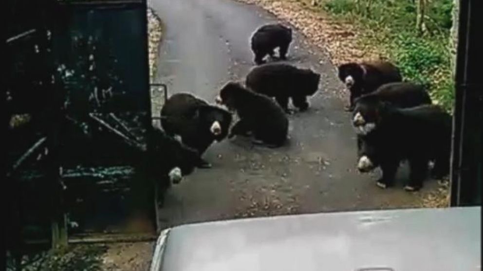 PHOTO: International Animal Rescue posted a video to Facebook on Jan. 13, 2016, showing nine bears chasing after a food truck in IAR-run Agra Bear Rescue Facility in India. 