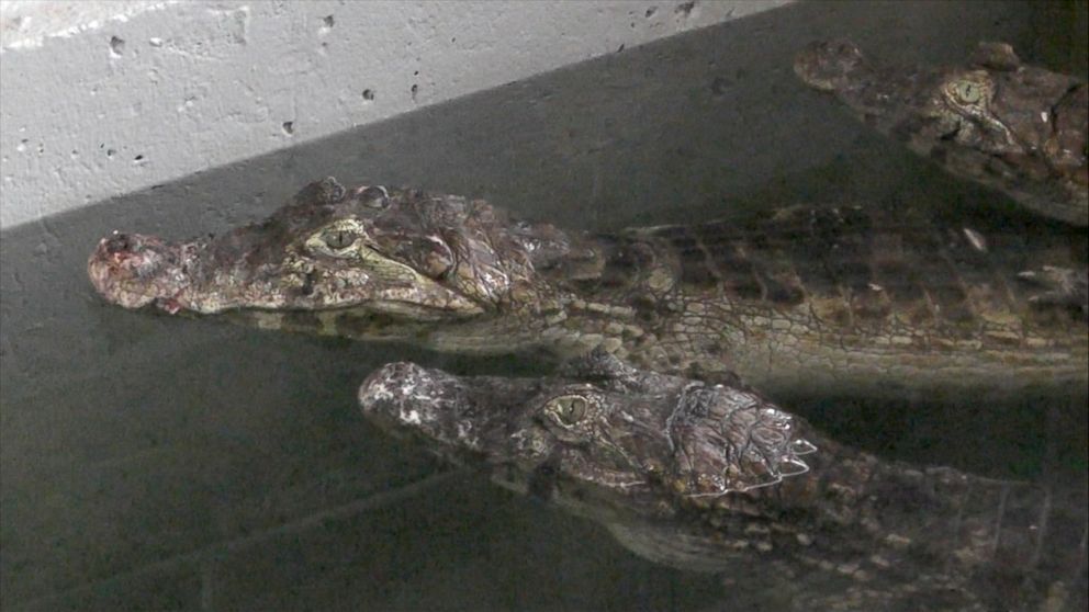 PHOTO: The Indian River Reptile Zoo says it rescued 150 crocodiles, alligators and caimans from a Toronto-area home. 