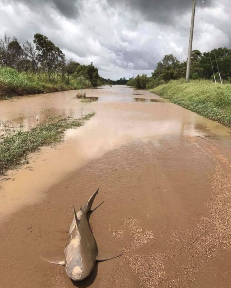 PHOTO: 4.9-foot bull shark washed up by Cyclone Debbie in Queensland, Australia.