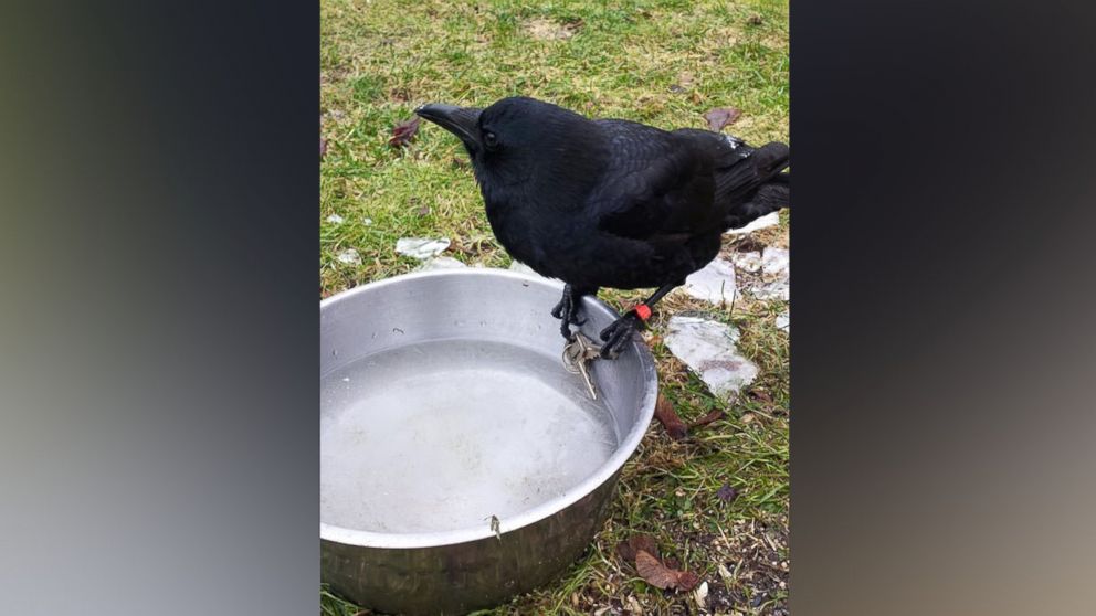 PHOTO: Canuck the Crow, of Vancouver, Canada, was chased by police on May 24 after stealing a knife from a crime scene. 