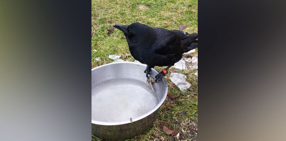 PHOTO: Canuck the Crow, of Vancouver, Canada, was chased by police on May 24 after stealing a knife from a crime scene. 