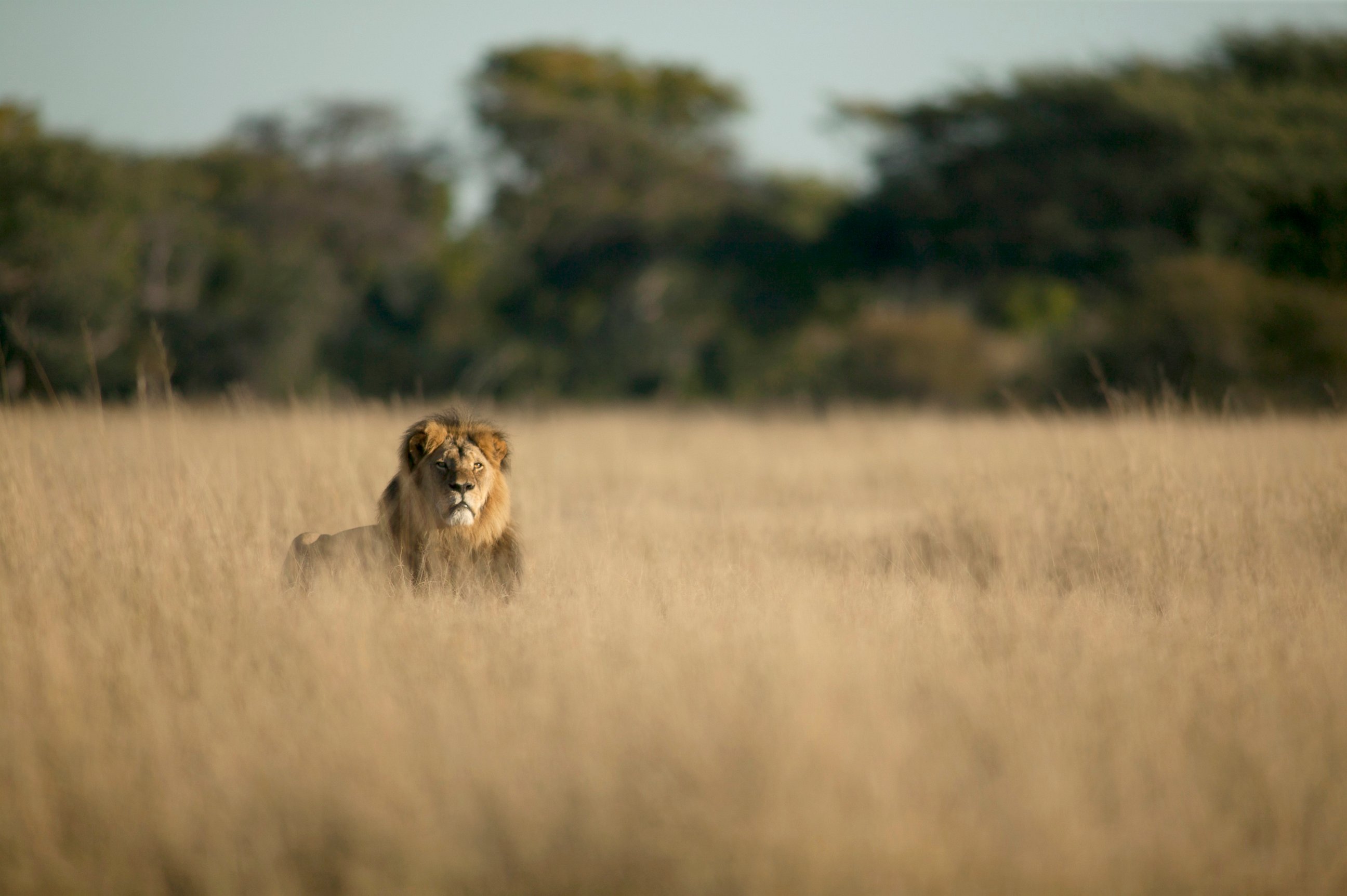 PHOTO: Cecil, Zimbabwe's famous lion, has reported been killed by a hunter.