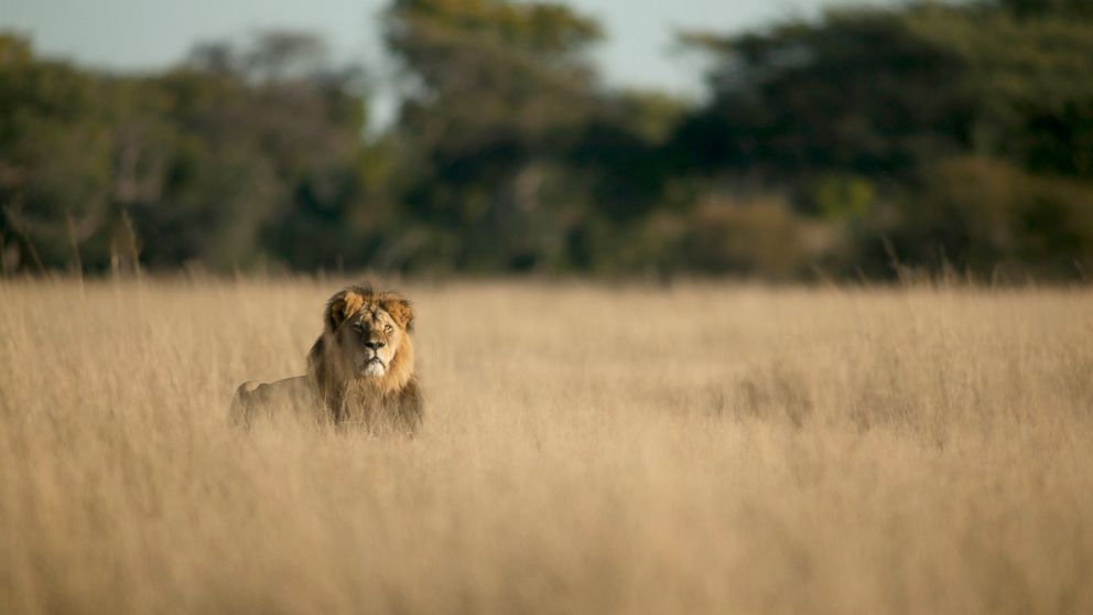 PHOTO: Cecil, Zimbabwe's famous lion, has reported been killed by a hunter.