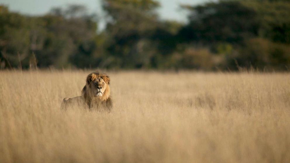 PHOTO: Cecil, Zimbabwe's famous lion, has reported been killed by a hunter.