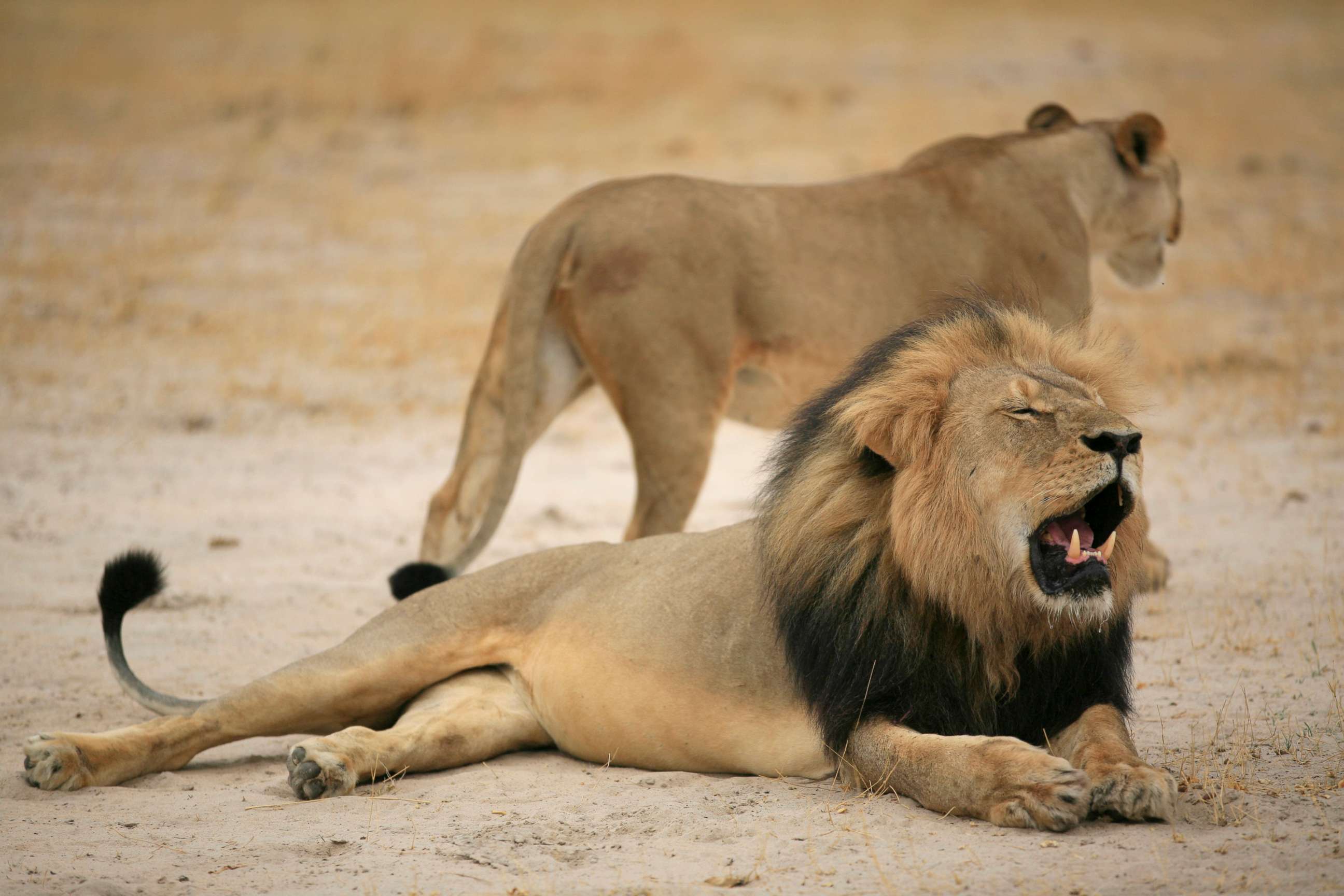PHOTO: Cecil, Zimbabwe's famous lion, has reportedly been killed by a hunter.