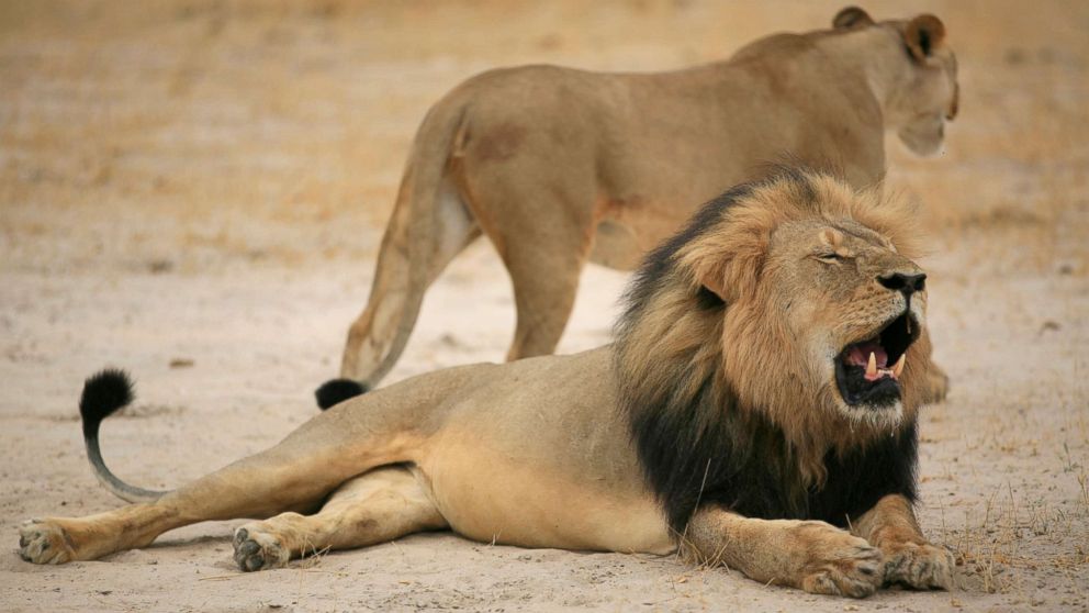 PHOTO: Cecil, Zimbabwe's famous lion, has reportedly been killed by a hunter.