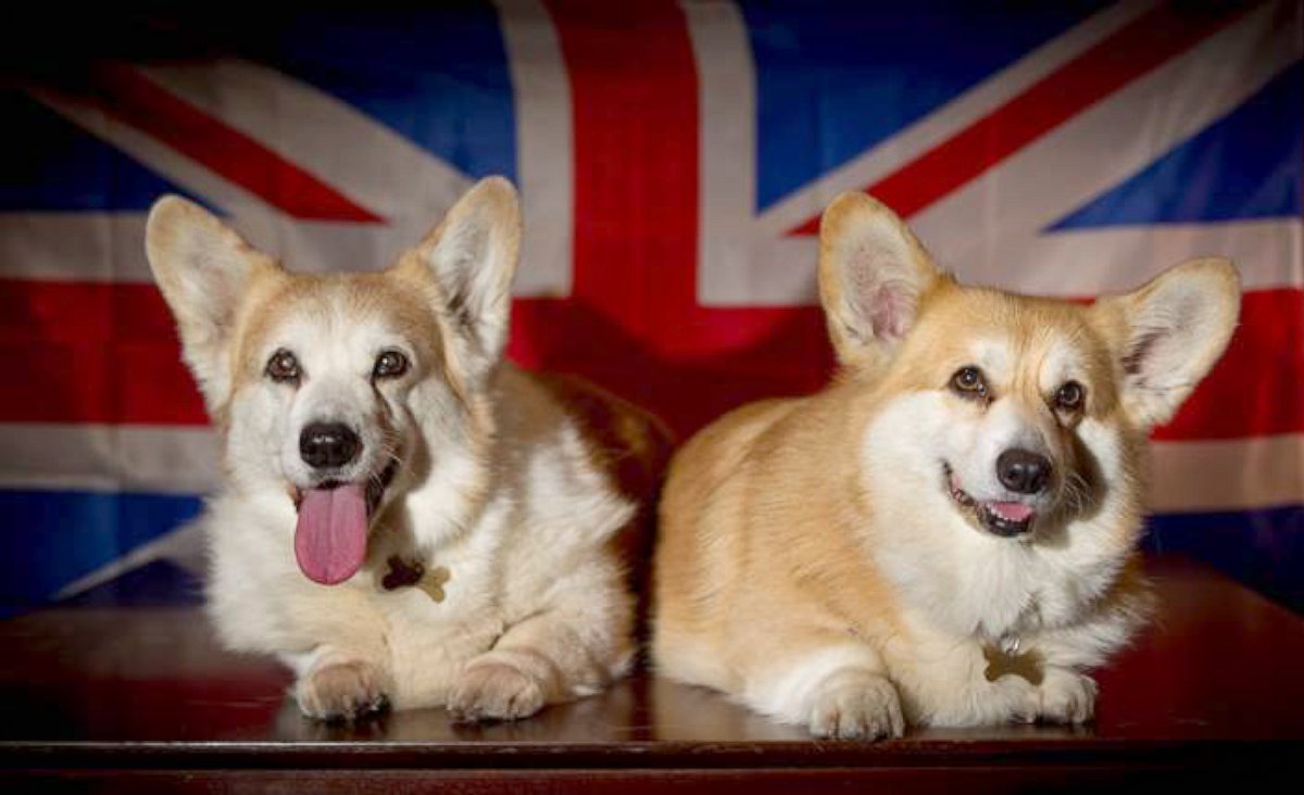 PHOTO: The Pembroke Welsh Corgi has been declared a "vulnerable" breed in the U.K. after only 274 puppies were registered in 2014, according to the Kennel Club, a British organization promoting the health and welfare of dogs.