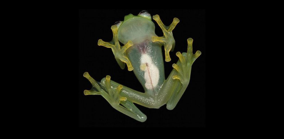 PHOTO: Hyalinobatrachium dianae, a new species of glass frog, was discovered in Costa Rica.