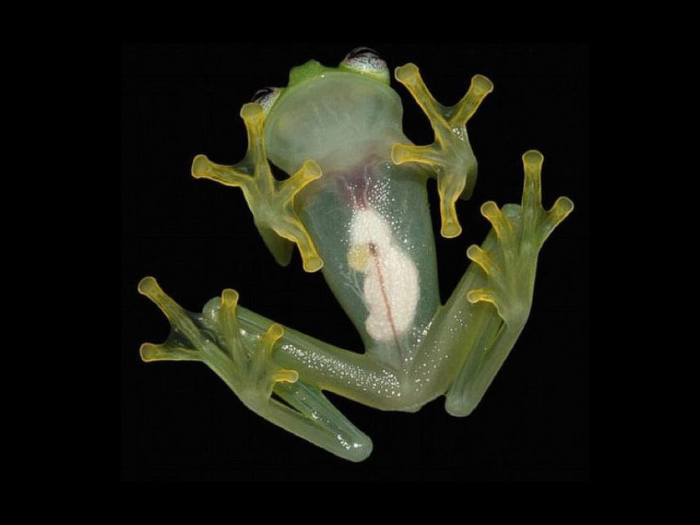 Real Life Kermit The Frog New Glass Frog Species Discovered