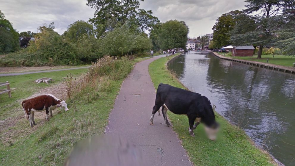 A Google Maps Street View shows a cow with a blurred face in Cambridge, England.