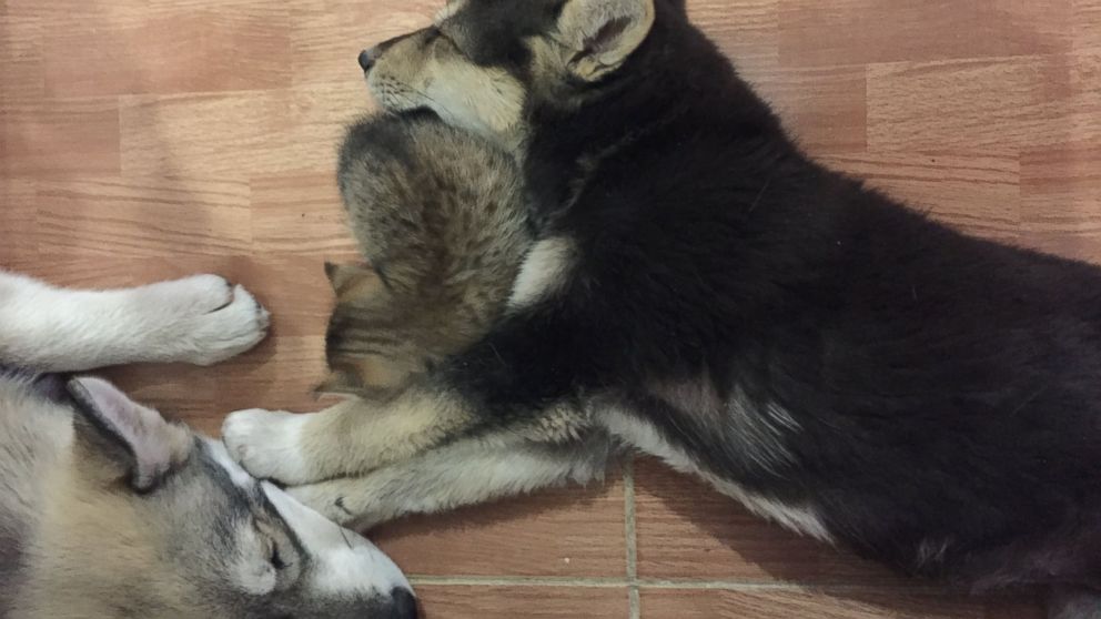 PHOTO: Claire, 24, is trapped in Yemen with her husband, two kittens and two huskies named Phoenix and Miska.