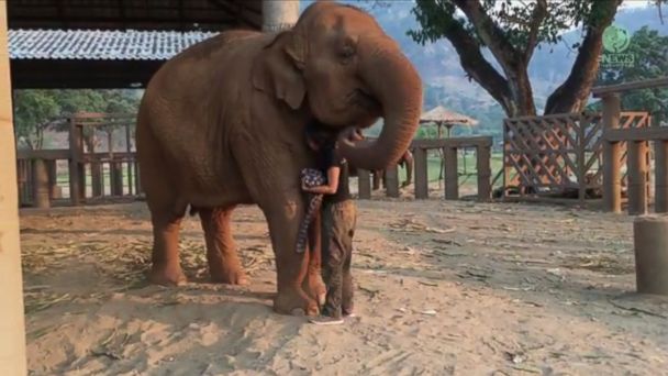 Elephant in Thailand Falls Asleep &#39;Every Time&#39; Caretaker Sings Her a Lullaby - ABC News