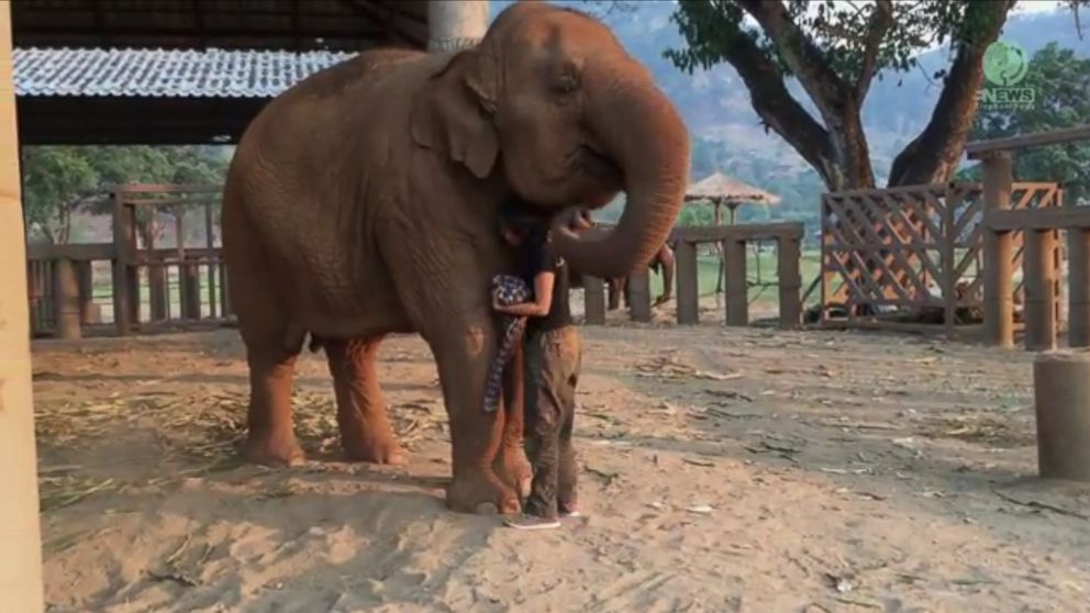 PHOTO: Faamai, an elephant at the Save Elephant Foundation in Thailand, falls asleep when her caretaker, Lek, sings a lullaby.