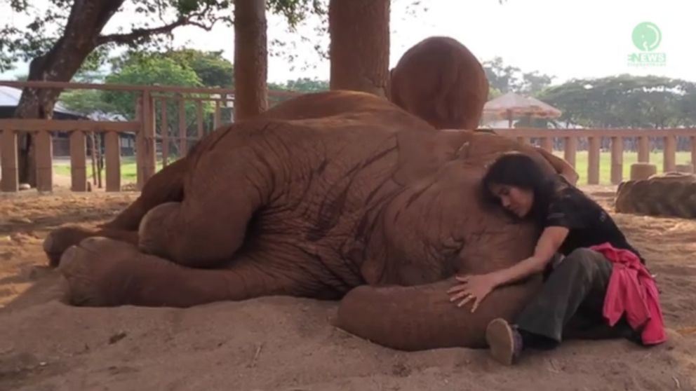 PHOTO: Faamai, an elephant at the Save Elephant Foundation in Thailand, falls asleep when her caretaker, Lek, sings a lullaby. 