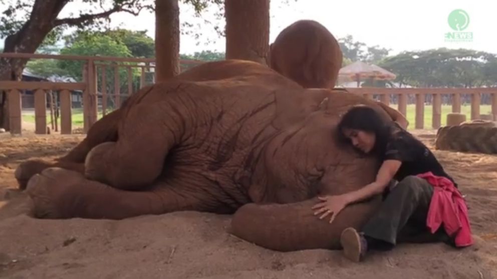 Faamai, an elephant at the Save Elephant Foundation in Thailand, falls asleep when her caretaker, Lek, sings a lullaby. 