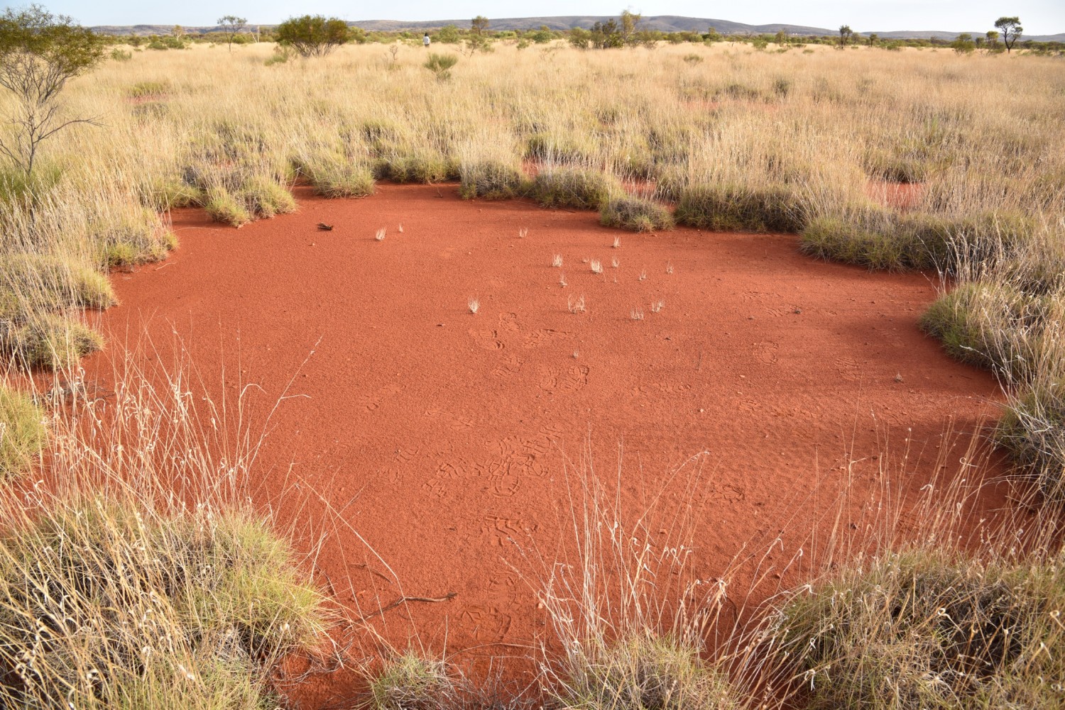 PHOTO: A large fairy circle is seen here with a hardened top-soil layer that prevents the growth of grass.