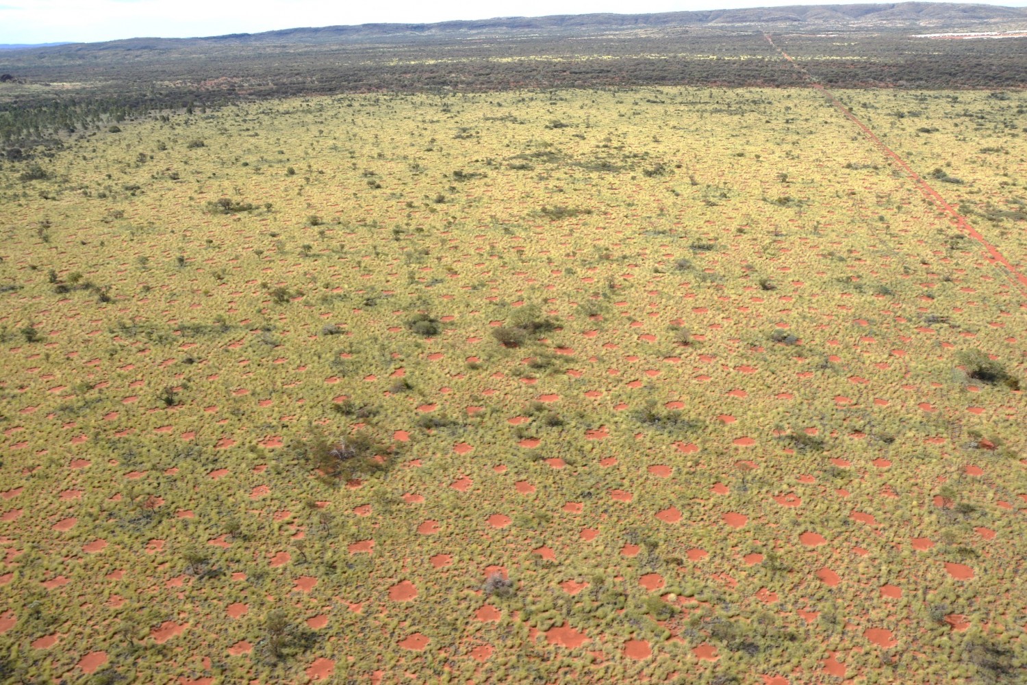 PHOTO: Australian fairy circles are seen here in this undated file photo.