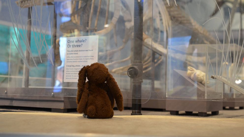 PHOTO: A brown, stuffed animal bunny that was left behind at the Nova Scotia Museum of Natural History in Canada, tours the museum. 