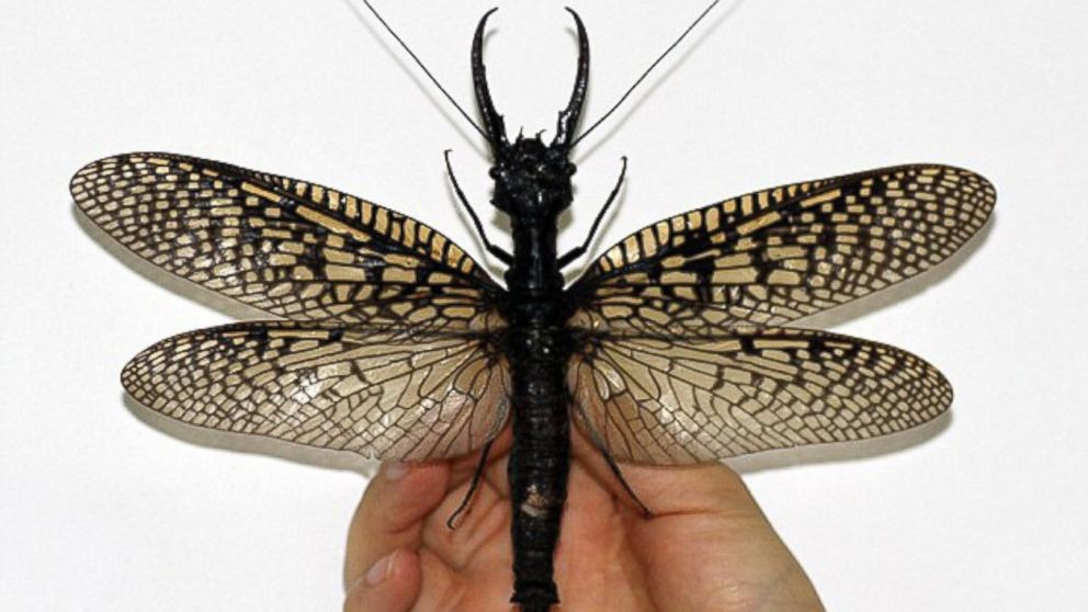 A giant dobsonfly is held up by a staffer at the Insect Museum of West China in Sichuan. 