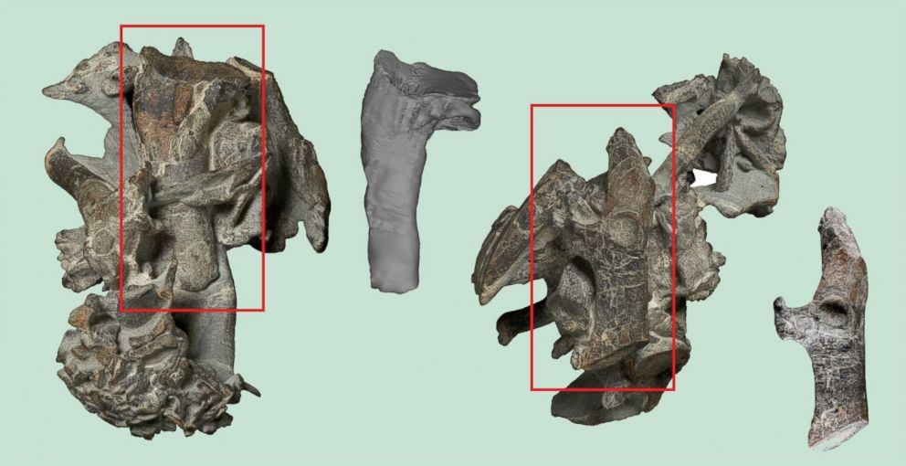 PHOTO: The upper arm bone (humerus, top) and a shoulder girdle bone (coracoid, bottom) of the Paleocene giant penguin Kumimanu biceae compared with the corresponding bones of one of the largest known fossil penguins.