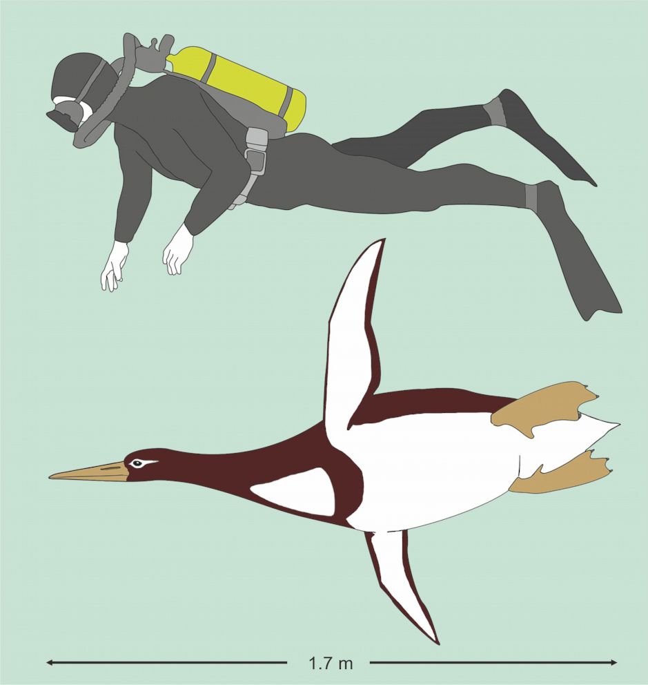 PHOTO: An illustration comparing the Kumimanu biceae to an average person.