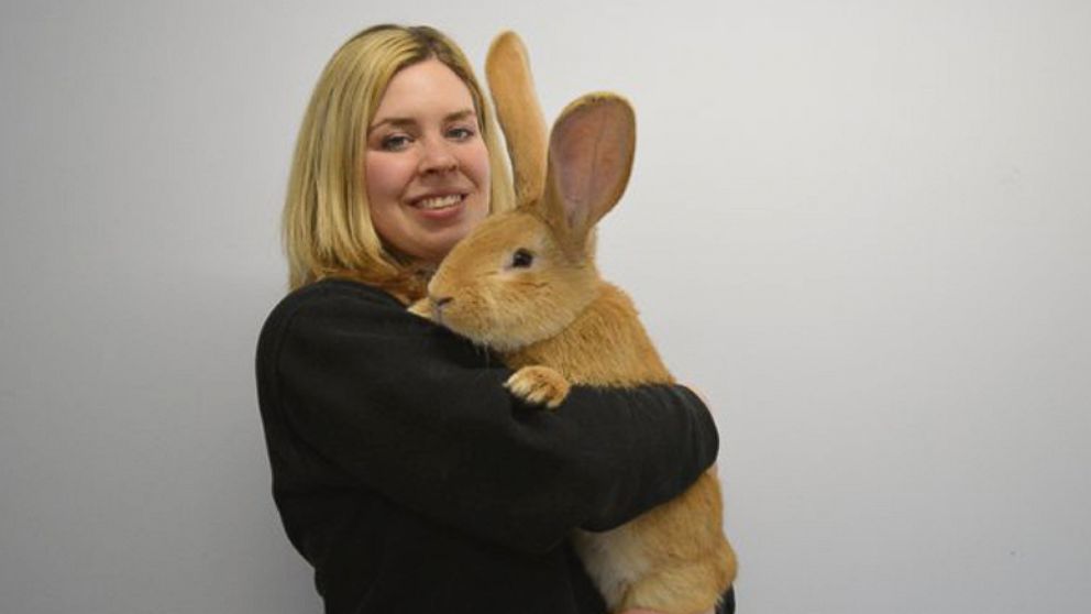 PHOTO: The Scottish SPCA posted this photo to their twitter account with the caption, "Atlas, our larger than life rabbit, needs a new home," on Feb. 8, 2016.