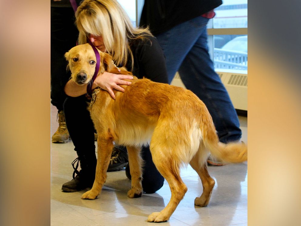 PHOTO: It was love at first sight at Toronto Pearson International Airport for Golden Retriever Hansel and his new owner. 