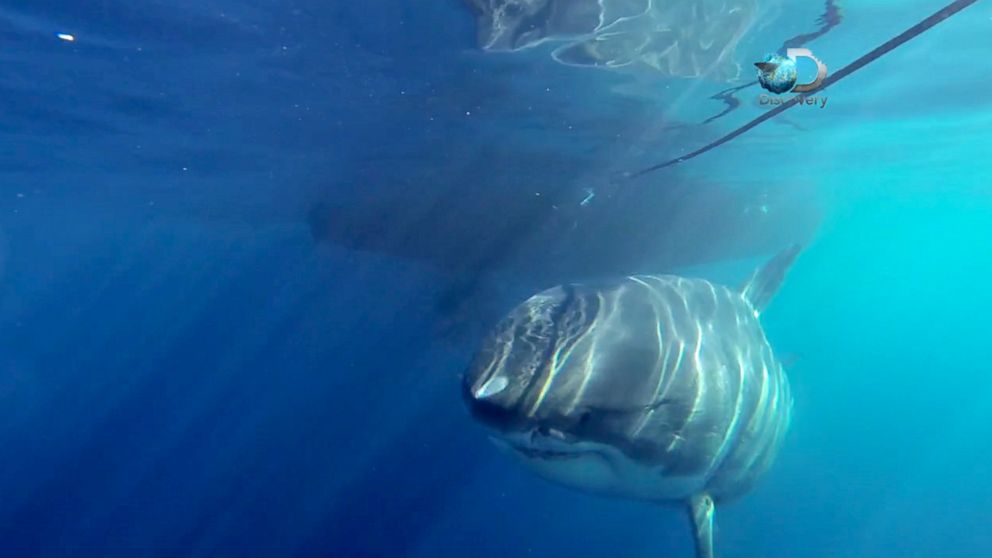 Video Footage May Reveal The Largest Great White Shark Ever Caught On Camera Abc News