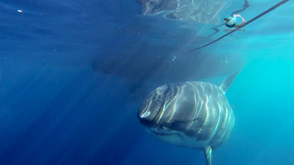 Video Footage May Reveal The Largest Great White Shark Ever Caught On 