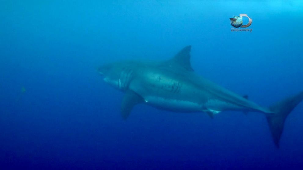 PHOTO: Deep Blue will be featured on Shweekend premiering on Discovery Aug 29 and 30th.