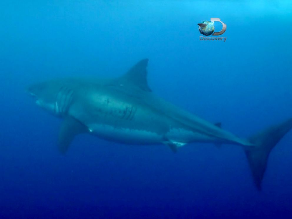 deep blue shark guadalupe
