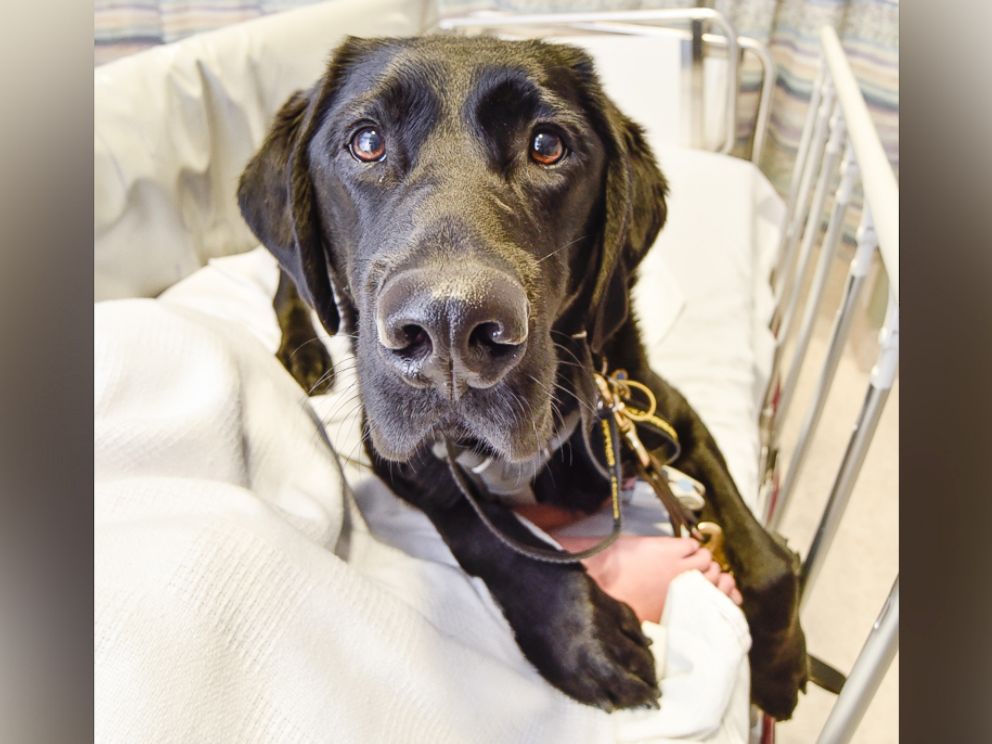 PHOTO: Mahe, an assistance dog, accompanied 9-year-old James Isaac at Wellington Children's Hospital in New Zealand, where he underwent an MRI scan to diagnose the cause of his seizures. 