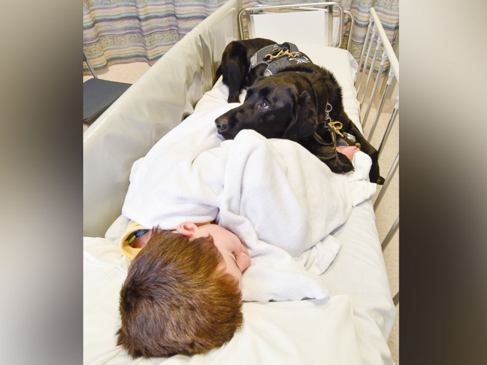 PHOTO: Mahe, an assistance dog, accompanied 9-year-old James Isaac at Wellington Children's Hospital in New Zealand, where he underwent an MRI scan to diagnose the cause of his seizures. 