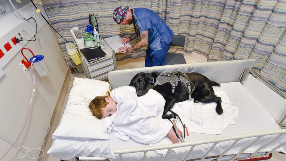 Mahe, an assistance dog, accompanied 9-year-old James Isaac at Wellington Children's Hospital in New Zealand, where he underwent an MRI scan to diagnose the cause of his seizures. 