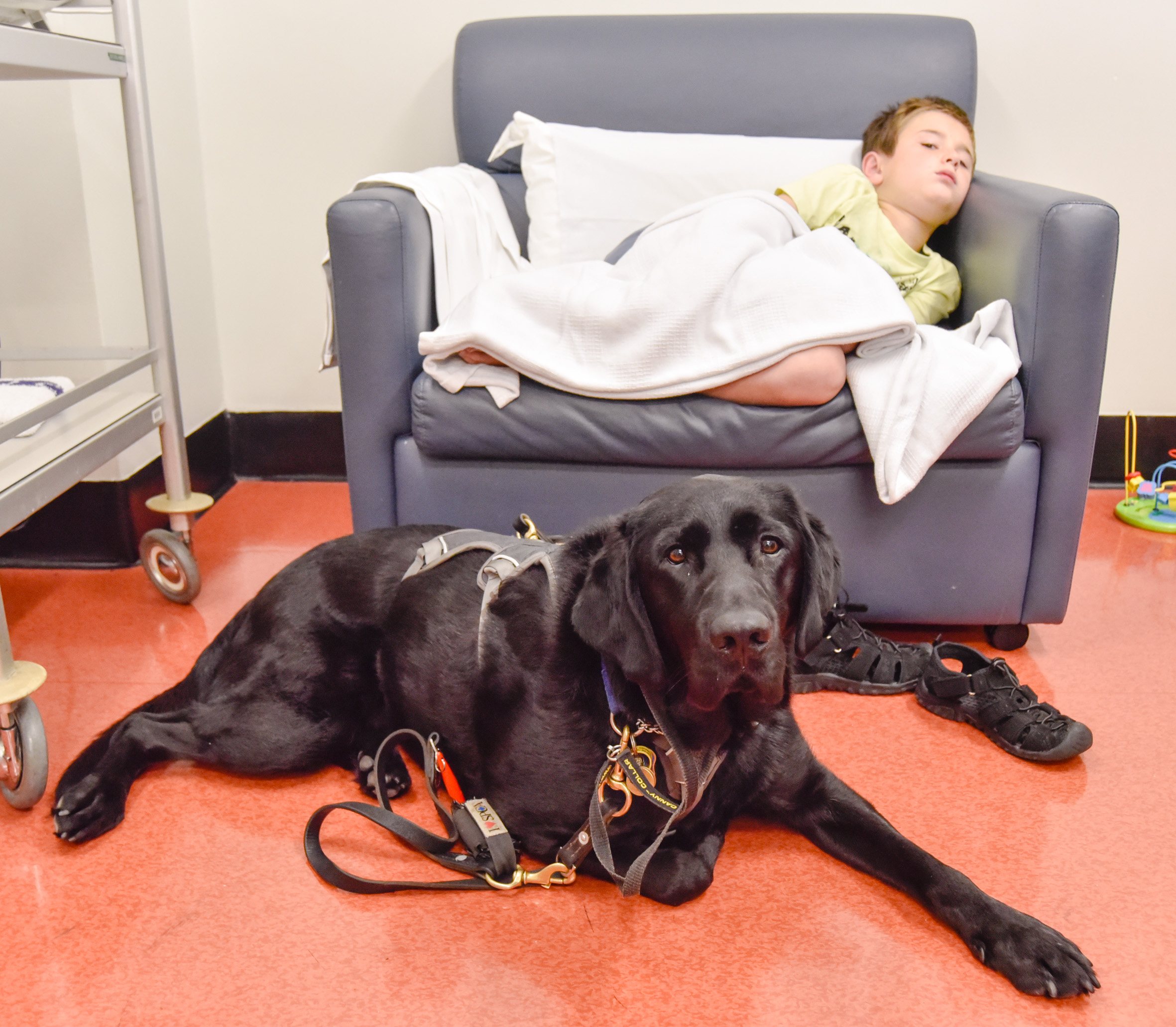 PHOTO: Mahe, an assistance dog, accompanied 9-year-old James Isaac at Wellington Children's Hospital in New Zealand, where he underwent an MRI scan to diagnose the cause of his seizures. 