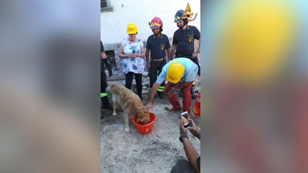 PHOTO: Firefighters have rescued a Golden Retriever from a pile of quake rubble after they heard the dog barking, nine days after the temblor struck central Italy.