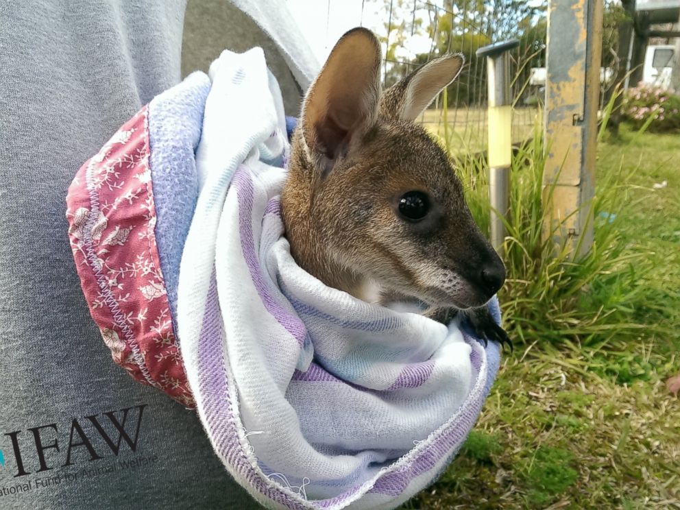 Public Asked to Sew Pouches for Injured Kangaroos in Australia - ABC News