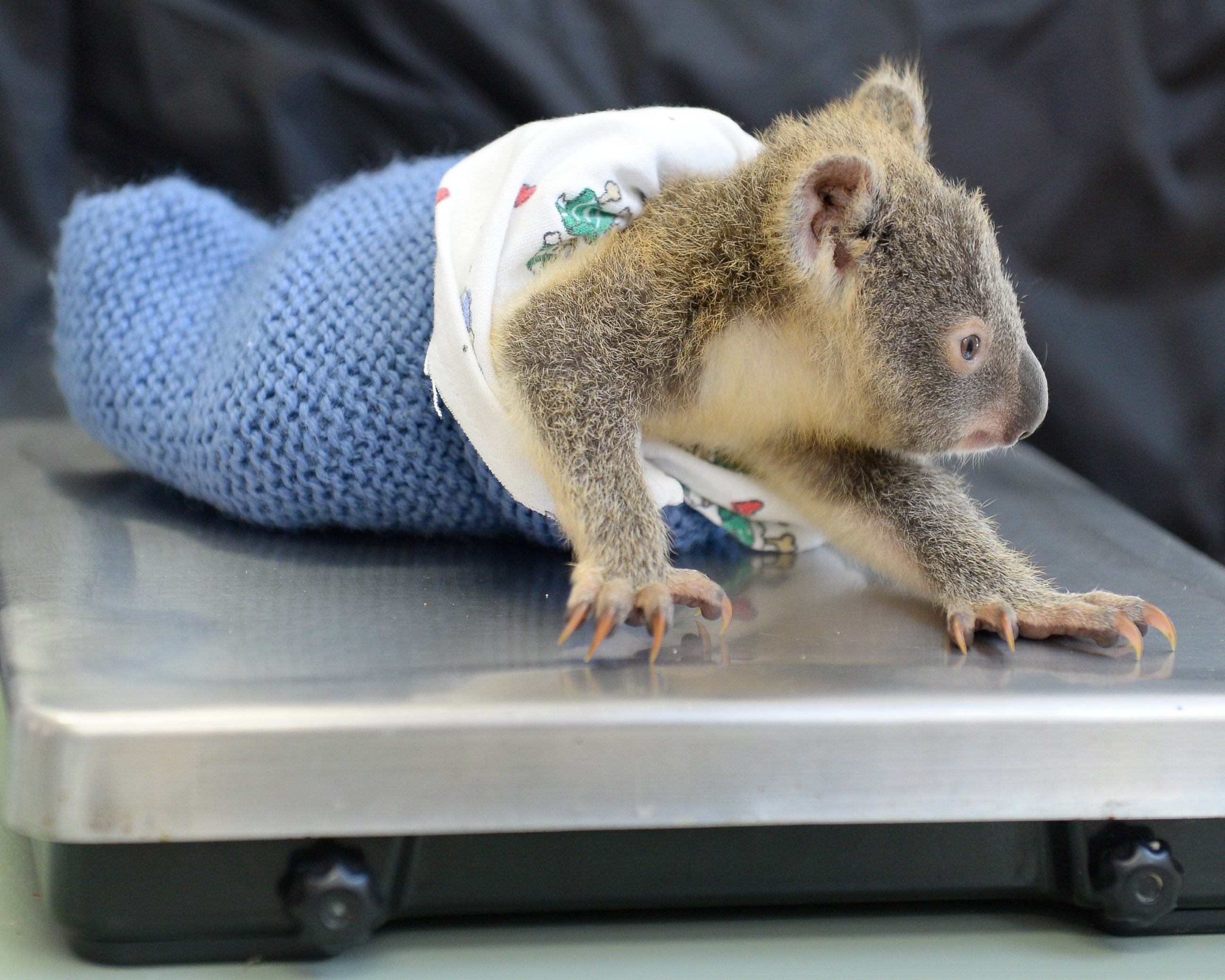 PHOTO: Phantom the koala joey is seen here during his mom's  Lizzy recent treatment at the Australia Zoo Wildlife Hospital.