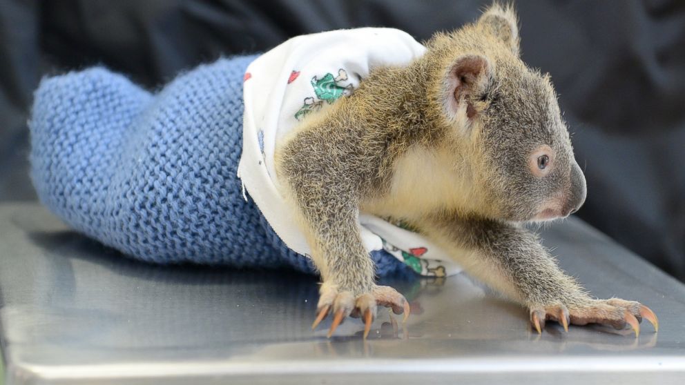 PHOTO: Phantom the koala joey is seen here during his mom's  Lizzy recent treatment at the Australia Zoo Wildlife Hospital.